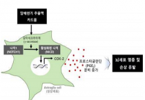 카드뮴 또는 담배연기에 의한 뇌세포 염증 유발 기전 규명