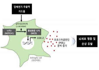 카드뮴 또는 담배연기에 의한 뇌세포 염증 유발 기전 규명